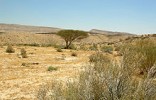Svetový deň desertifikácie a sucha. Svetový deň desertifikácie a sucha.