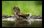 Budeme bez vtáčieho spevu ? Budeme bez vtáčieho spevu ?