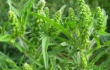 Alergie boli, sú a ešte len budú. Alergie boli, sú a ešte len budú.